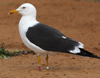 1cy fuscus in August, ringed in Finland. (81365 bytes)